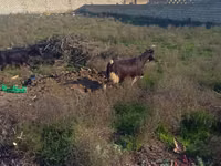 Ram, Sheep — photo 2