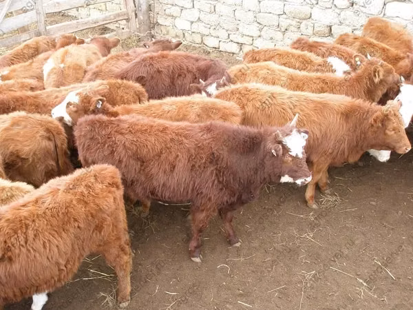 Vacă, Rasa Kalmykă