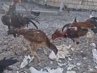 Chickens — photo 3