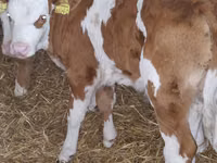 Rinder (Partie, Geschlecht nicht angegeben), Simmental cattle — Foto 6