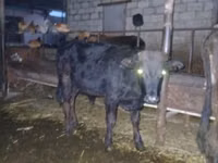 Bull, Russian Black pied cattle — photo 6