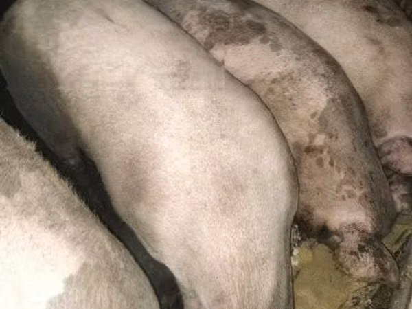 Scroafă, Porci