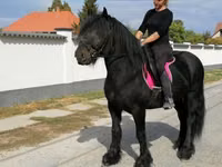 Hengst, Fell pony — Foto 7