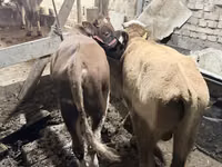 Bou, Simmental cattle — foto 4