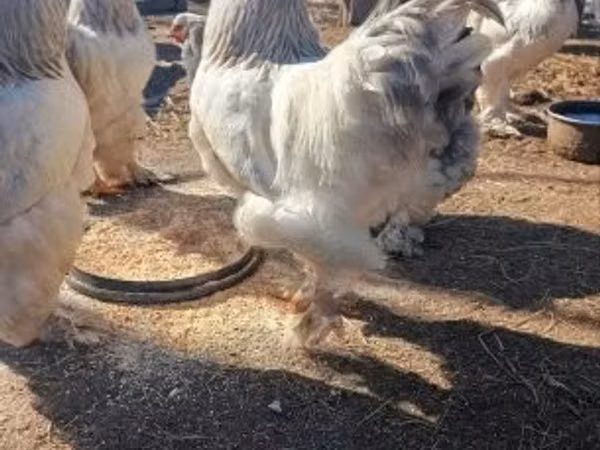 Brahma