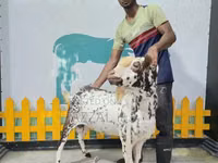 Qoç, Sicilian Barbaresca sheep — foto 1