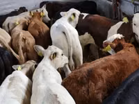Bovine (lot, sex nespecificat), Hereford — foto 1