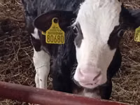 Bovinos (lote, sexo não especificado), Russian Black pied cattle — foto 8
