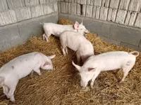 Säue, Schweine — Foto 1