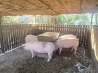 母猪, Pigs — 照片 6