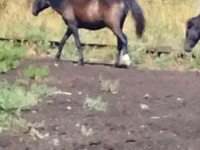Cheval, Chevaux — photo 2
