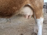 母牛, Simmental cattle — 照片 7