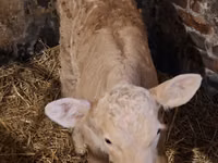 Cow, Charolais cattle — photo 8