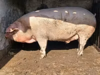 公猪, Pigs — 照片 1