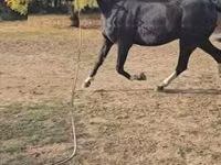 घोड़ा, Dutch warmblood horse — फ़ोटो 4