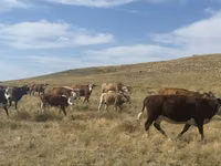 بقرة, Simmental cattle — الصورة 5