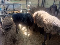 母山羊, Goats — 照片 3