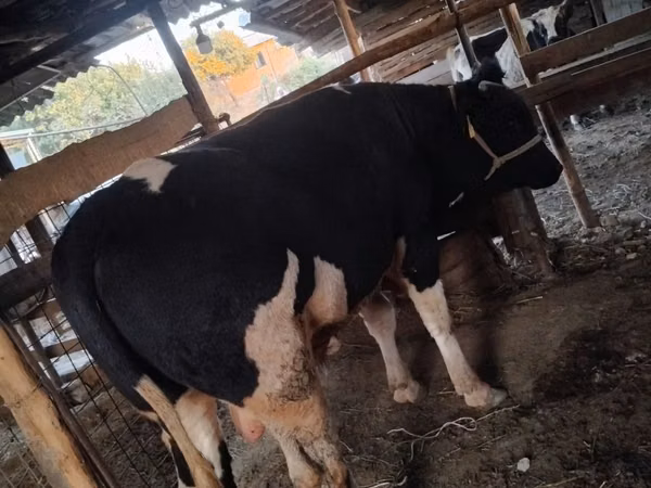 Bulle, Russian Black pied cattle