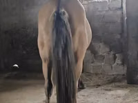 घोड़ा, Mugalzhar horse — फ़ोटो 4