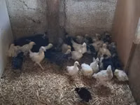 Chickens — Foto 3
