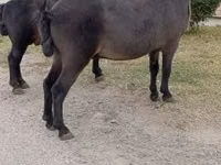 公马, Horses — 照片 2