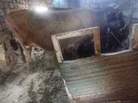 Cow, Cattle — photo 4