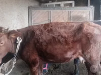 Vacă, Bovine — foto 1