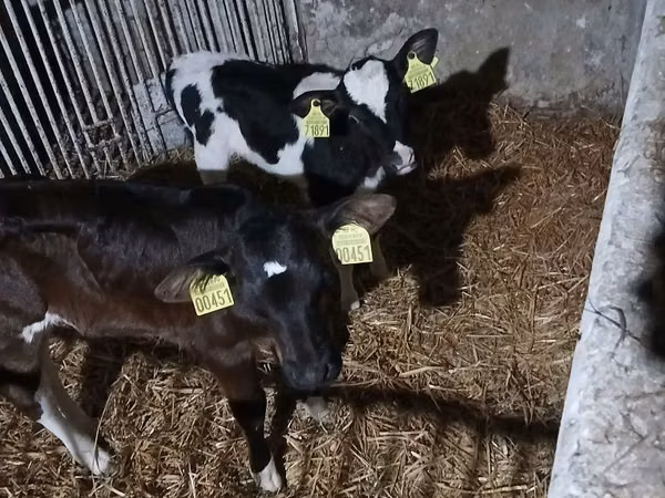 Vacă, Bovine