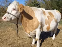 गाय, Simmental cattle — फ़ोटो 4