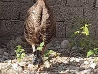 Slovenian Silver Hen — 3-rasm