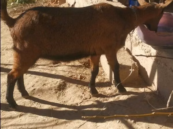 تيس, Alpine goat