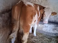 Sigir, Simmental cattle — 2-rasm