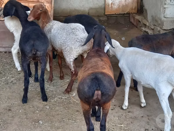 Carnero, Ovejas