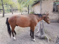 घोड़ा, Karachay horse — फ़ोटो 5