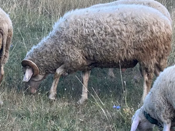 Berbec, Assaf sheep
