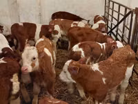 Bulle, Simmental cattle — Foto 2