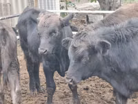 Bulle, Aberdeen-Angus — Foto 2