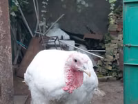 Turkeys — फ़ोटो 3