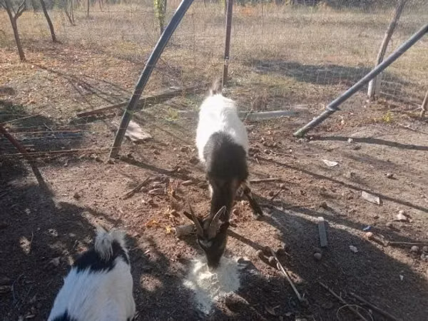 Țap, Capre
