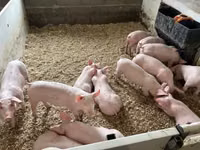 Schweine (Partie, Geschlecht nicht angegeben), Schweine — Foto 8