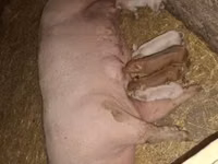 Säue, Schweine — Foto 2