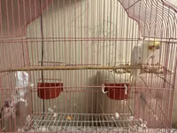 Quş qəfəsi – geniş və rahat model - Material: metal barmaqlıqlar — сүрөт 1