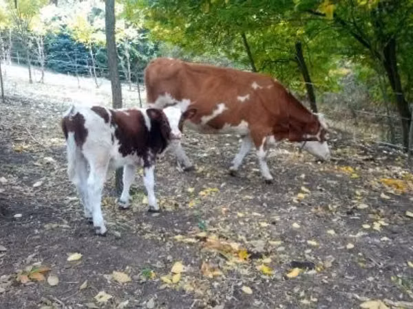 Bulle, French Simmental cattle