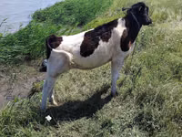 Bulle, Russian Black pied cattle — Foto 3