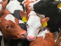 Bovine (lot, sex nespecificat), Russian Black pied cattle — foto 4