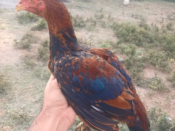 Chickens