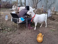 Cabra, Cabras — foto 4