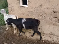 母山羊, Goats — 照片 1
