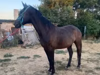 母马, Nonius horse — 照片 2