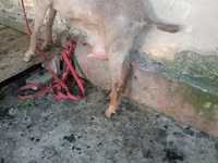 Țap, Alpine goat — foto 5